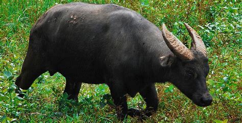 The Tamaraw Critter Science