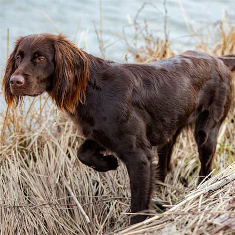 Are German Longhaired Pointer The Most Intelligent Dogs