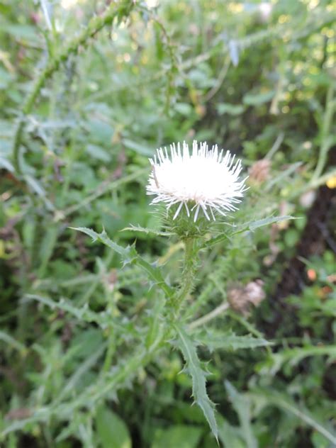 white thistle - Wildfoods 4 Wildlife