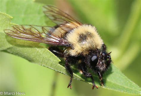 Laphria Thoracica Bugguidenet