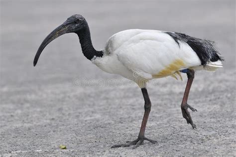 African Sacred Ibis Walking Stock Image Image 17394691