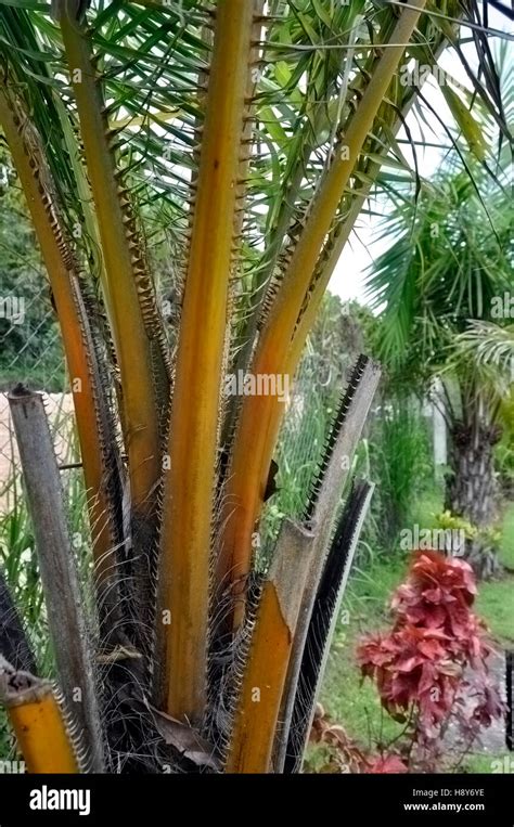 Palm Tree Thorns Stock Photo Alamy