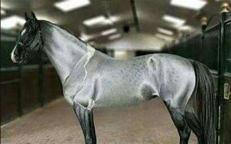 50+ Perfect Horse Names For Gray And Silver Horses - PetPress