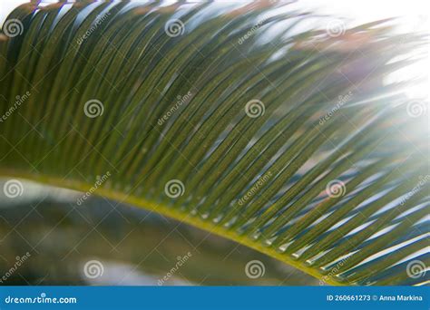 Green Palm Leaves, Natural Background Stock Image - Image of rainforest ...