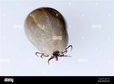 European Castor Bean Tick Or Sheep Tick Ixodes Ricinus Engorged