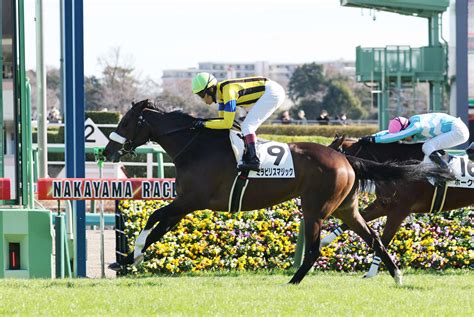 良血ミラビリスマジックが無傷の2連勝狙う 新馬らしからぬ初戦にセンス感じる／菜の花賞 3歳馬特集 競馬写真ニュース 日刊スポーツ