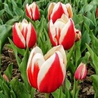 Купить луковицы тюльпанов в Минске, доставка по Беларуси почтой, в ...