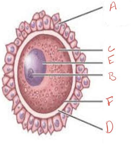 Introduction To Gametogenesis And Clinical Embryology Flashcards Quizlet