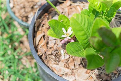 Comment R Ussir La Greffe De Votre Citronnier En Quelques Tapes