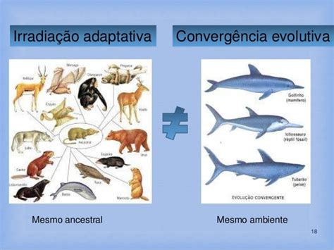 Qual A Diferença Entre Convergência Adaptativa E Divergência Adaptativa ...