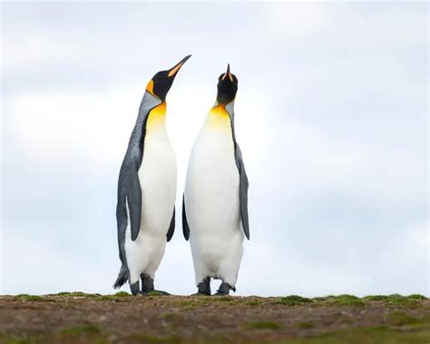 King Penguin - Facts, Diet, Habitat & Pictures on Animalia.bio