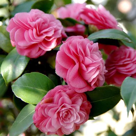 Beautiful Pink camellia Seeds Potted Plants Garden Flower Seeds Potted ...