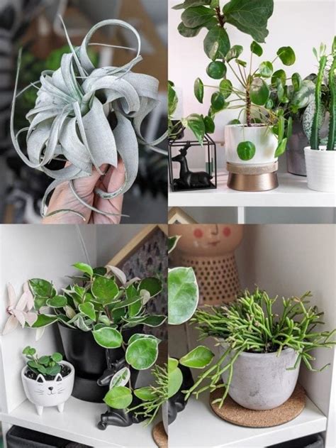 Non Toxic Plants For Cats To Add To Your Houseplant Collection Now