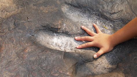 How A Year Old Girl Discovered A Million Year Old Fossil