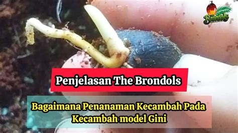 Penjelasan The Brondols Bagaimana Penanaman Kecambah Pada Kecambah