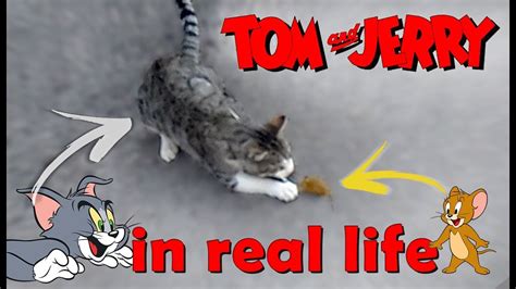 Tom And Jerry Characters In Real Life - Infoupdate.org