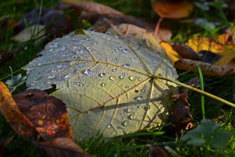 Free Images Tree Nature Forest Grass Dew Plant Morning Leaf