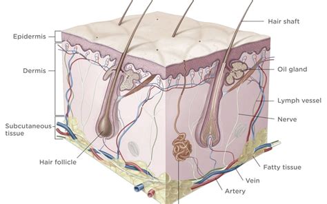 Dr Dermis | THE-SKIN-DERMIS-LAYER_02b