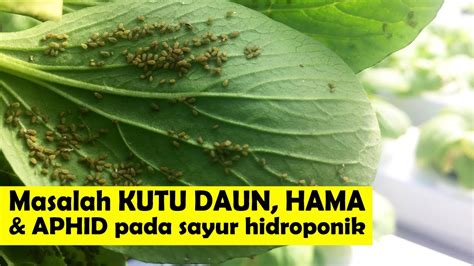 Basmi Masalah Kutu Daun Hama Dan Aphids Pada Sayur Hidroponik Youtube