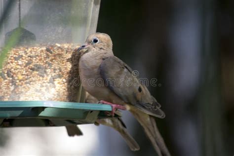 Mourning dove at feeder stock photo. Image of clinging - 121166774