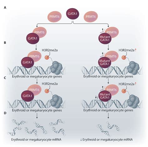 Unfriendly protein of GATA1 and mechanisms of bone marrow failure ... 