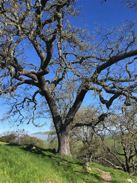Tree Care — South Bay Green Gardens 