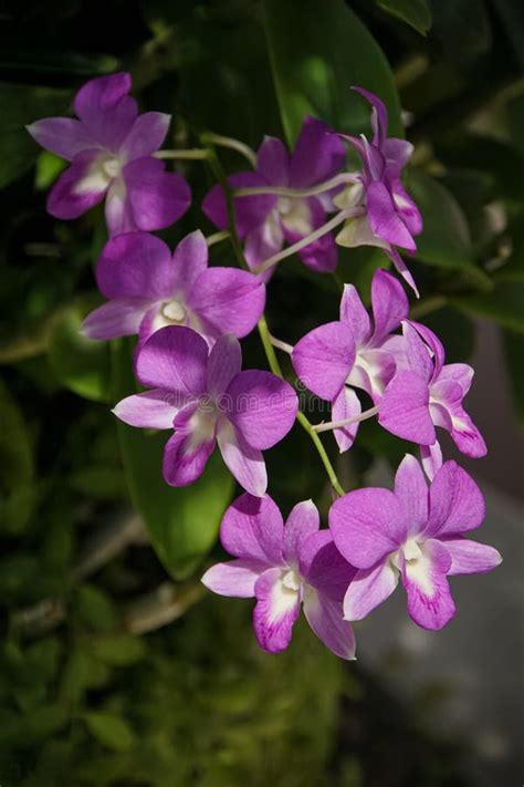 Details Orquidea Dendrobium Morada Abzlocal Mx