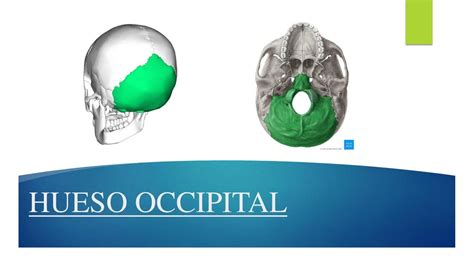 Hueso Occipital Miguel UDocz