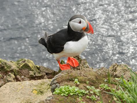 Black Atlantic Puffin · Free Stock Photo