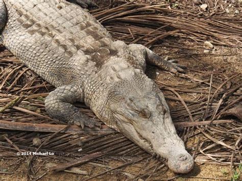 The Rainforests Of Borneo And Southeast Asia Crocodiles Of Borneo