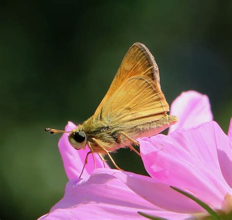 Saltarina De Sachem Mariposas Diurnas De Nuevo Le N Naturalista Mexico