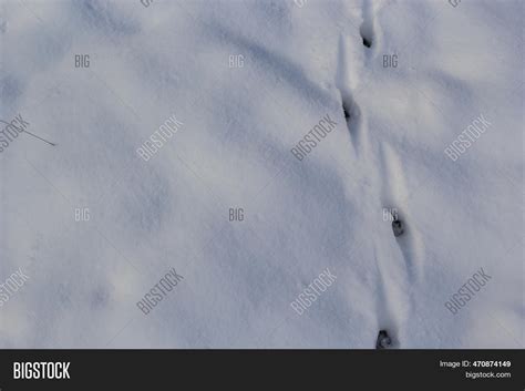 Animal Tracks Snow, Image & Photo (Free Trial) | Bigstock