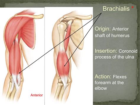 Muscles Arm.ppt