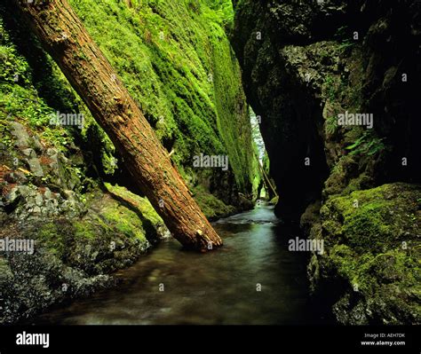 Oneonta Gorge Oregon Stock Photo - Alamy