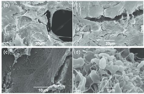 SEM Micrographs Of MC3T3 E1 Pre Osteoblasts After 1 Day Of Incubation