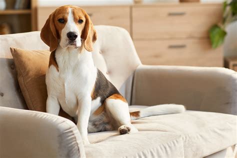 Dicas de limpeza para quem tem animais de estimação em casa Meu Valor