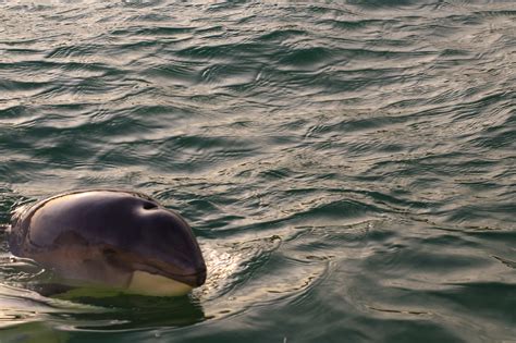 Harbour Porpoise | Facts, pictures & more about Harbour Porpoise