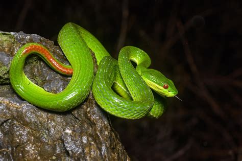 Guos Green Pit Viper Trimeresurus Guoi