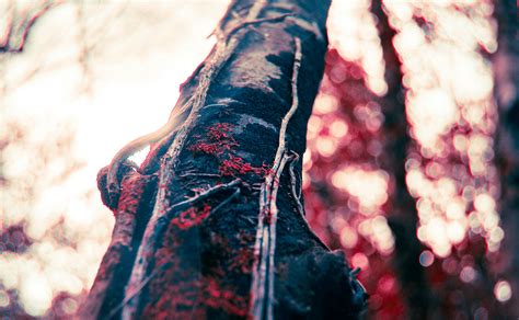 Free stock photo of branch, crimson, forest