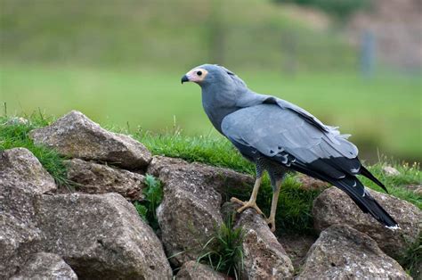 African Harrier Hawk The Ultimate Guide Operation Migration