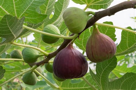 Fig Tree Meaning Symbolism And Cultural Significance