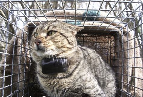 cat traps for feral cats 6