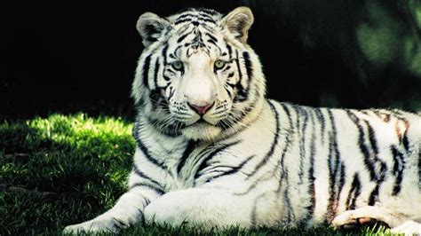 White Bengal Tiger | Animal Database | Fandom