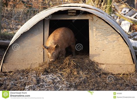 Tamworth Pig Stock Photos - Image: 423283