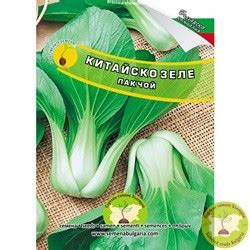 Семена китайско зеле Пакчой - Сортови Семена България
