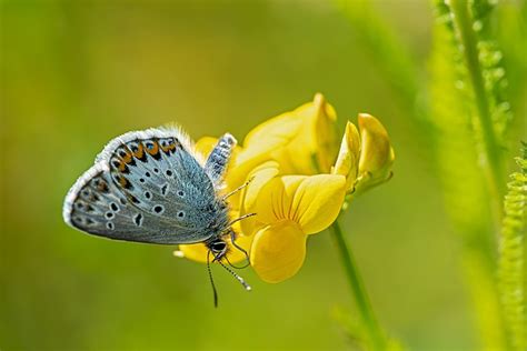 Borboleta Azulado Insetos Foto Gratuita No Pixabay Pixabay