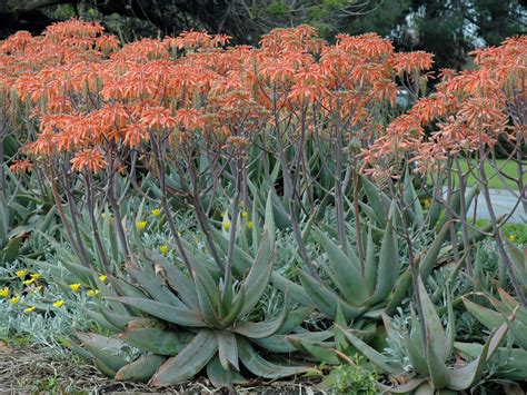 Aloe Striata Coral Aloe World Of Succulents