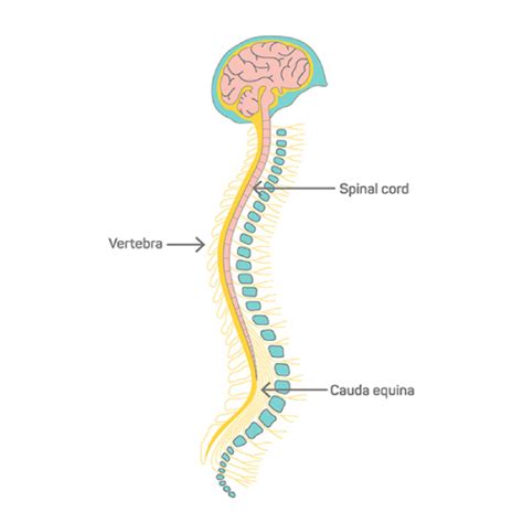 Transverse Myelitis - Treatments and Symptoms - AUTOIMMUNE SISTERS