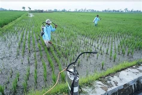 Alami Deflasi 0 27 Persen Daya Beli Petani Pedesaan DIY Capai 99 20