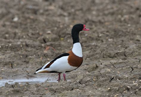 Herts Bird Club 2021 Shelduck Ashwell ADay 28Mar